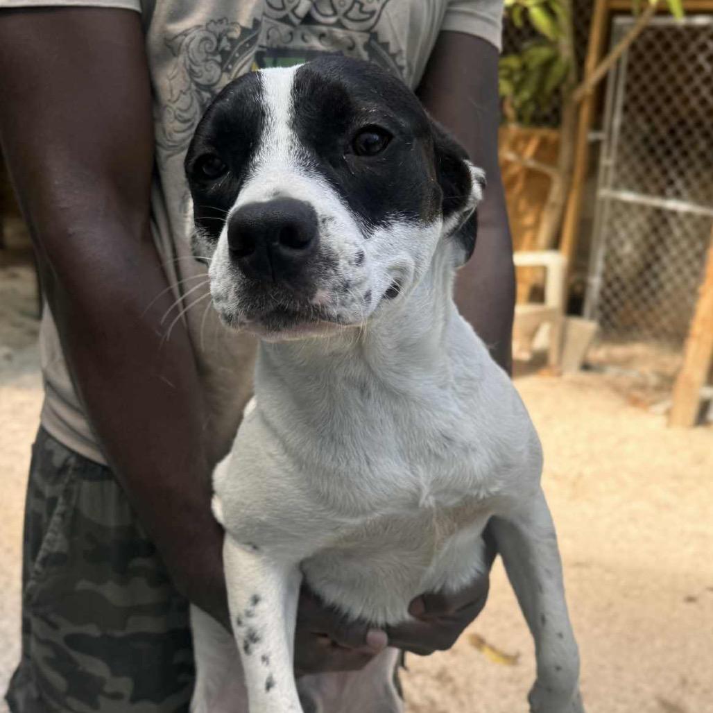 Enlarge Ponti, a Adoptable Mixed Breed in Oxford, ME image 1/6