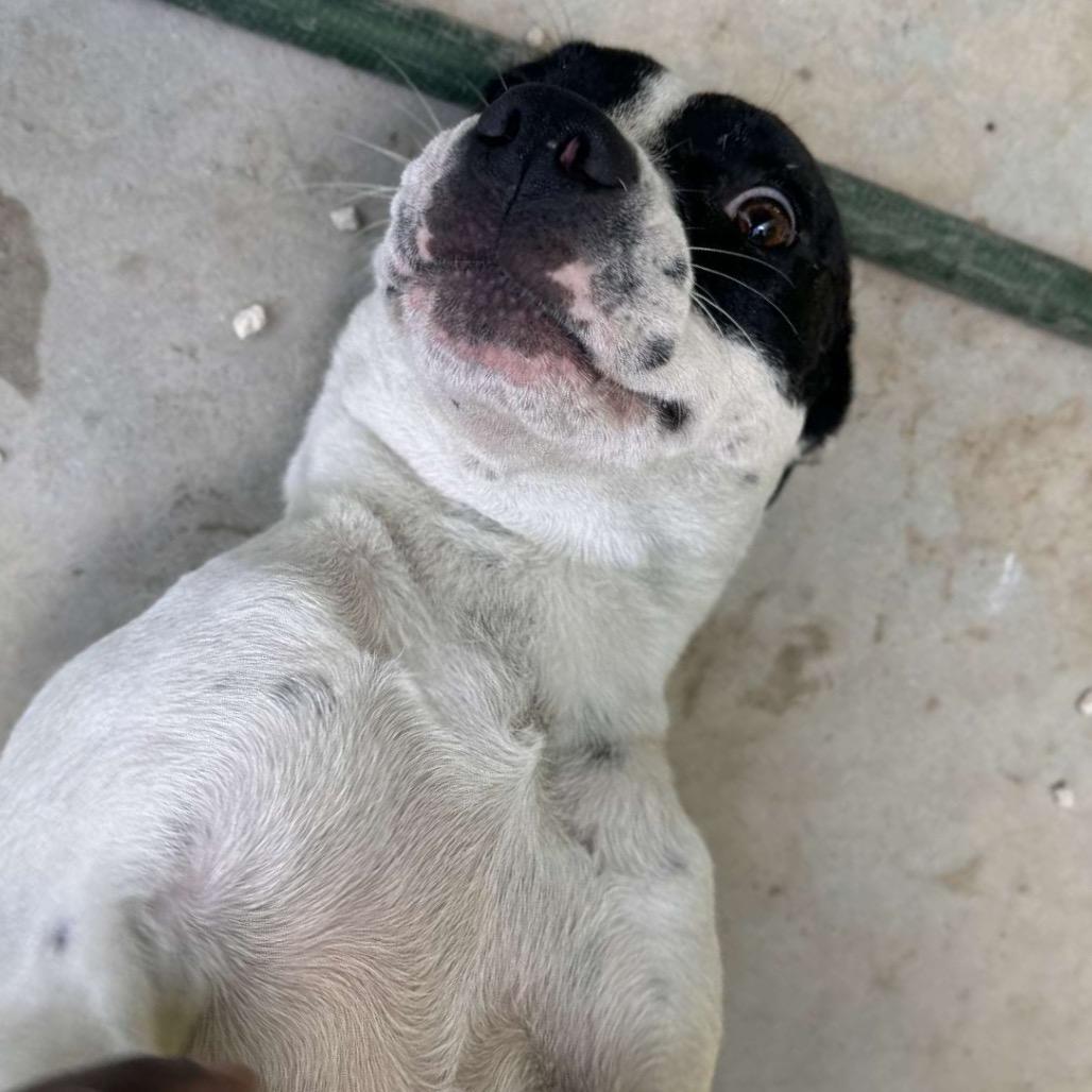 Enlarge Ponti, a Adoptable Mixed Breed in Oxford, ME image 2/6