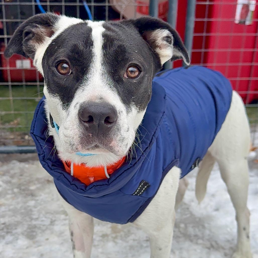 Enlarge Ponti, a Adoptable Mixed Breed in Oxford, ME image 3/6