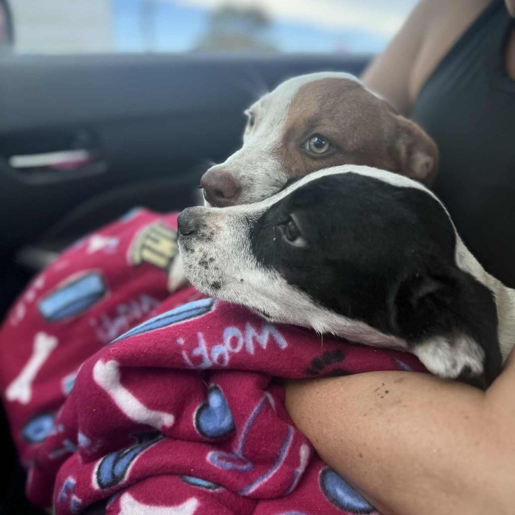 Enlarge Ponti, a Adoptable Mixed Breed in Oxford, ME image 4/6