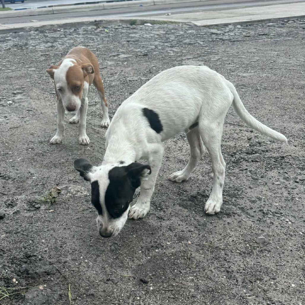 Enlarge Ponti, a Adoptable Mixed Breed in Oxford, ME image 5/6