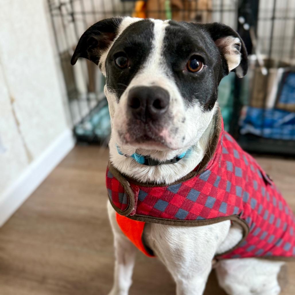 Enlarge Ponti, a Adoptable Mixed Breed in Oxford, ME image 6/6