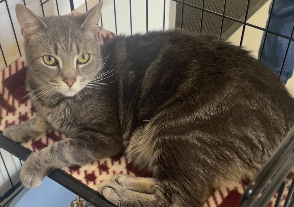 LUCKY DUCKY, Adoptable, Adult Male Domestic Medium Hair.