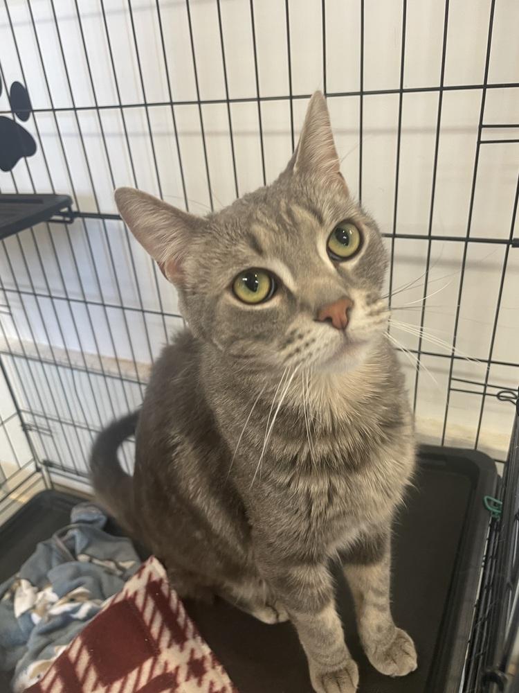 Enlarge LUCKY DUCKY, a Adoptable mixed breed in Southbury, CT image 2/4