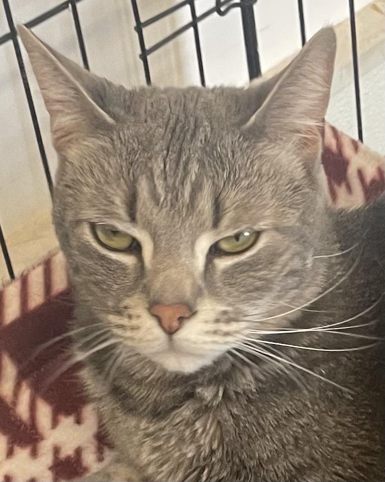 Enlarge LUCKY DUCKY, a Adoptable mixed breed in Southbury, CT image 3/4