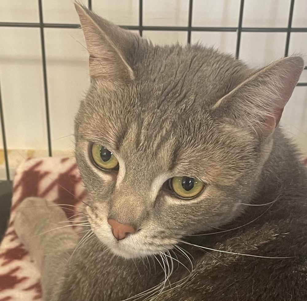 Enlarge LUCKY DUCKY, a Adoptable mixed breed in Southbury, CT image 4/4