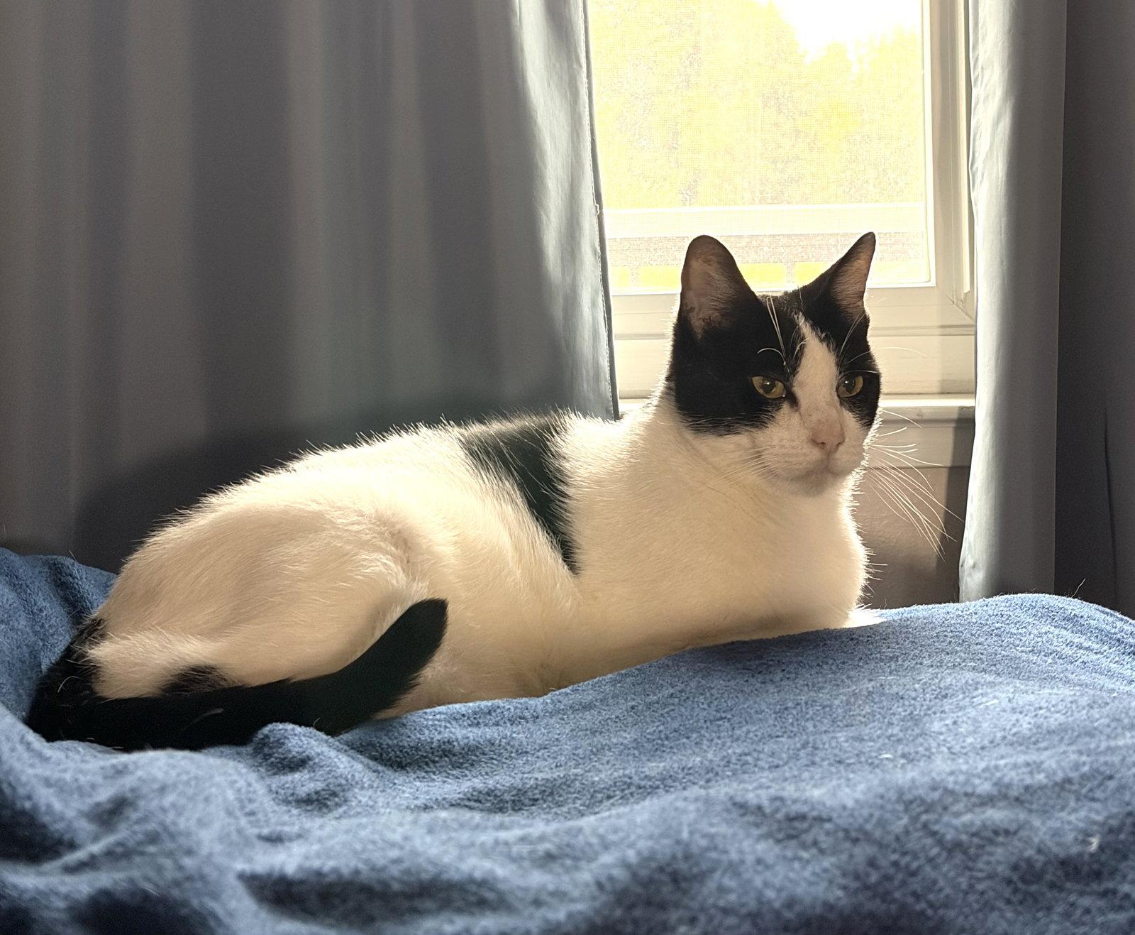 Petunia (Bonded with Lily), Adoptable, Senior Male Domestic Short Hair.