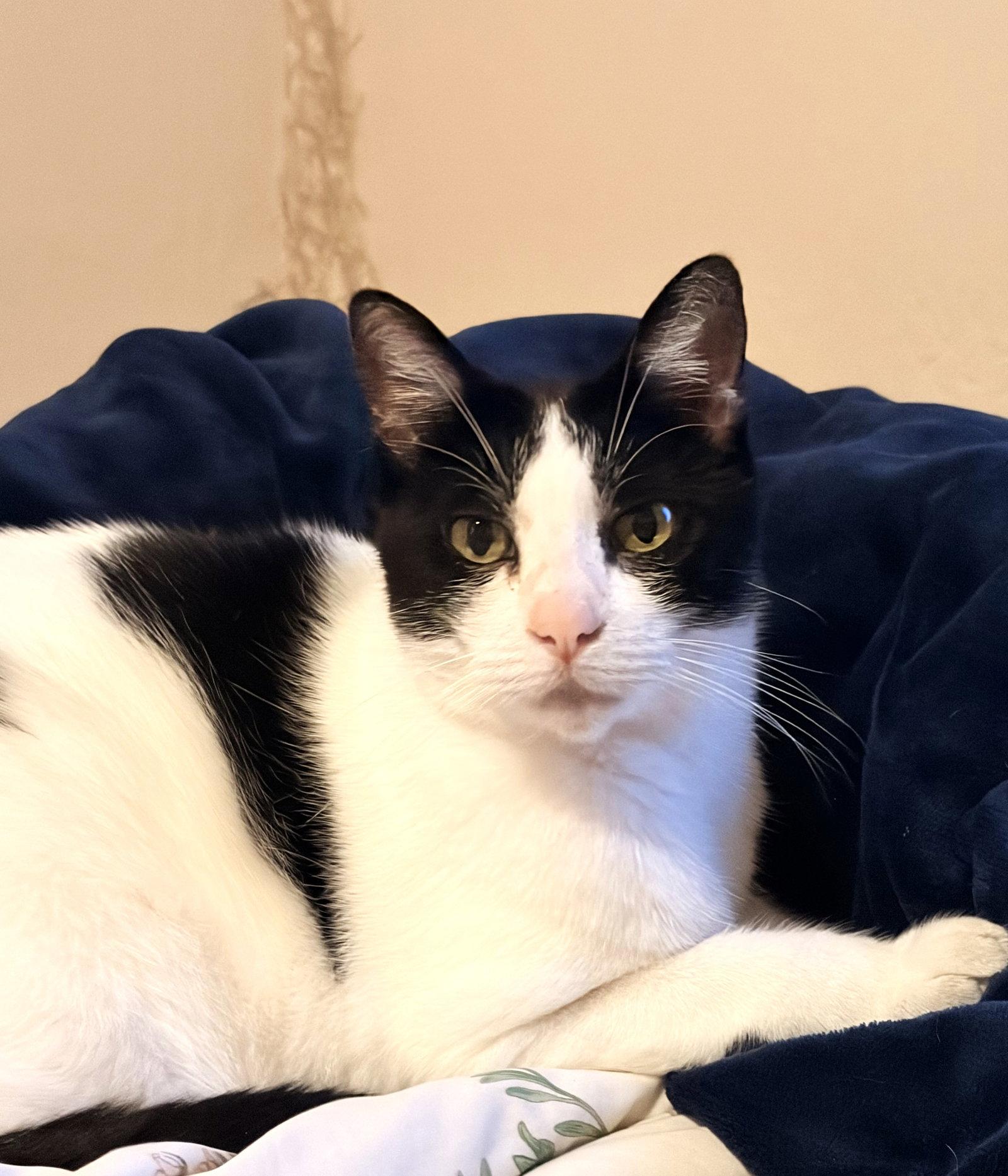 Enlarge Petunia (Bonded with Lily), a Adoptable Domestic Short Hair in Oakland, CA image 2/3