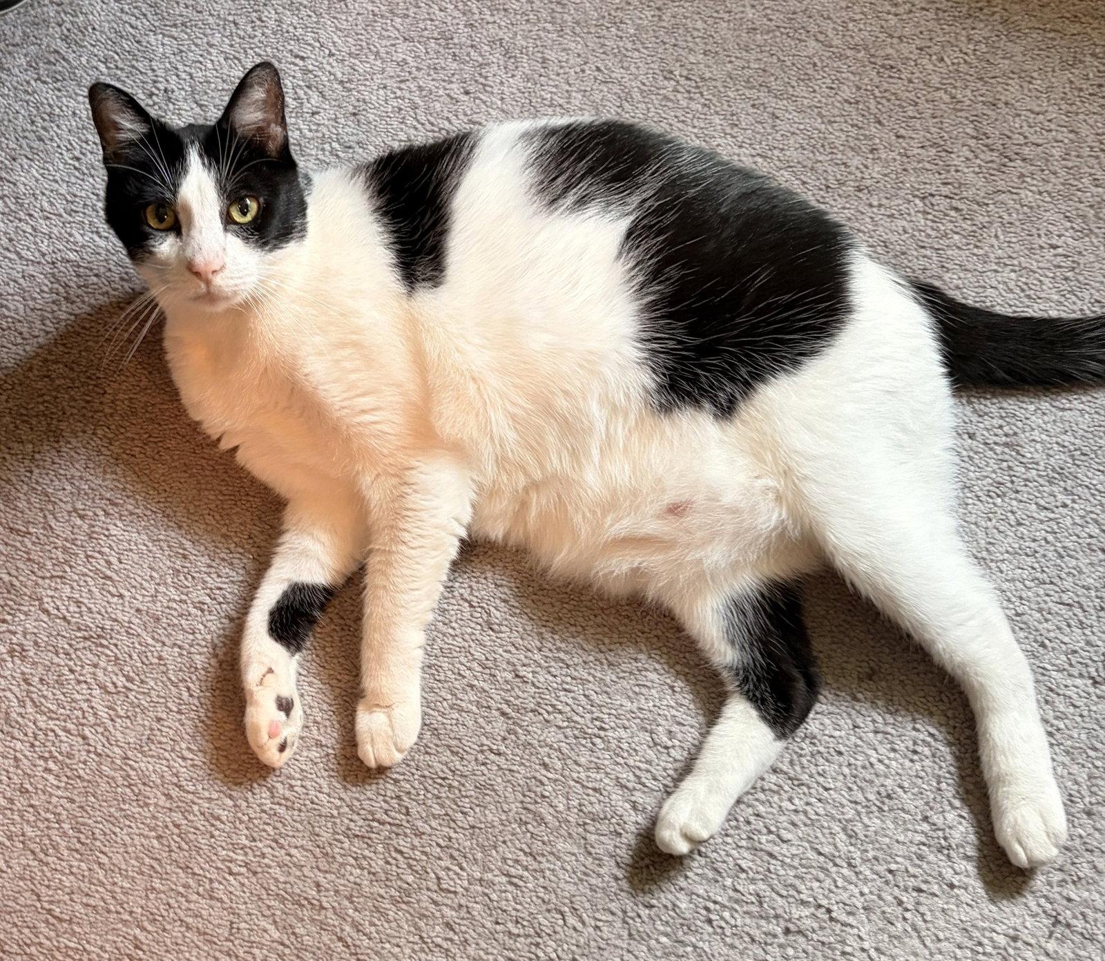 Petunia (Bonded with Lily), Adoptable, Senior Male Domestic Short Hair.