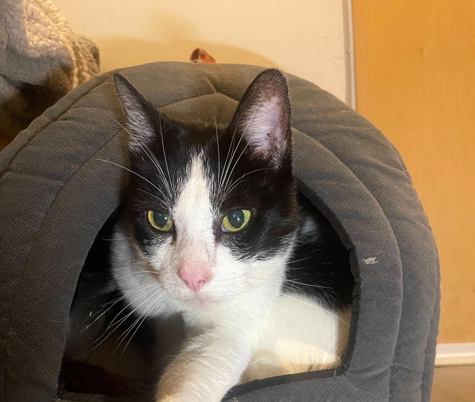 Enlarge Petunia (Bonded with Lily), a Adoptable Domestic Short Hair in Oakland, CA image 2/3