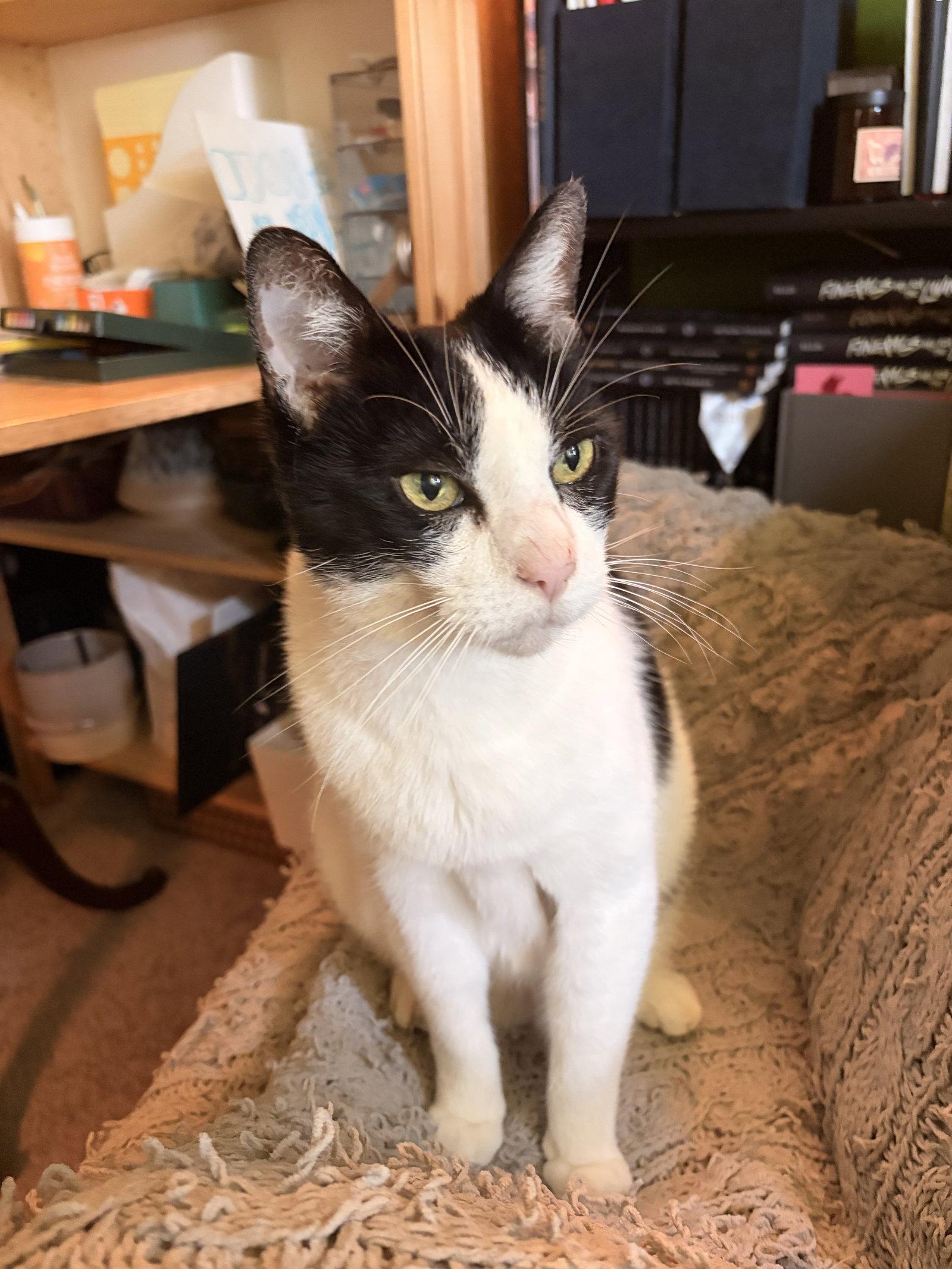 Enlarge Petunia (Bonded with Lily), a Adoptable Domestic Short Hair in Oakland, CA image 3/3