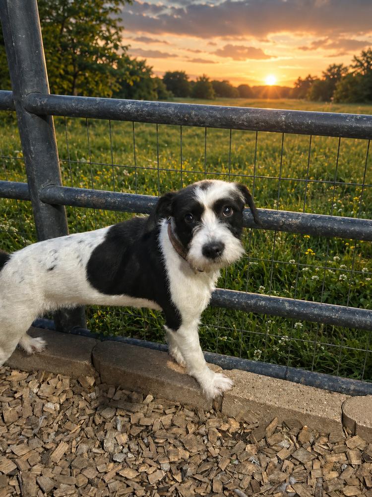 Oreo, Adoptable, Young Female Toy Fox Terrier.