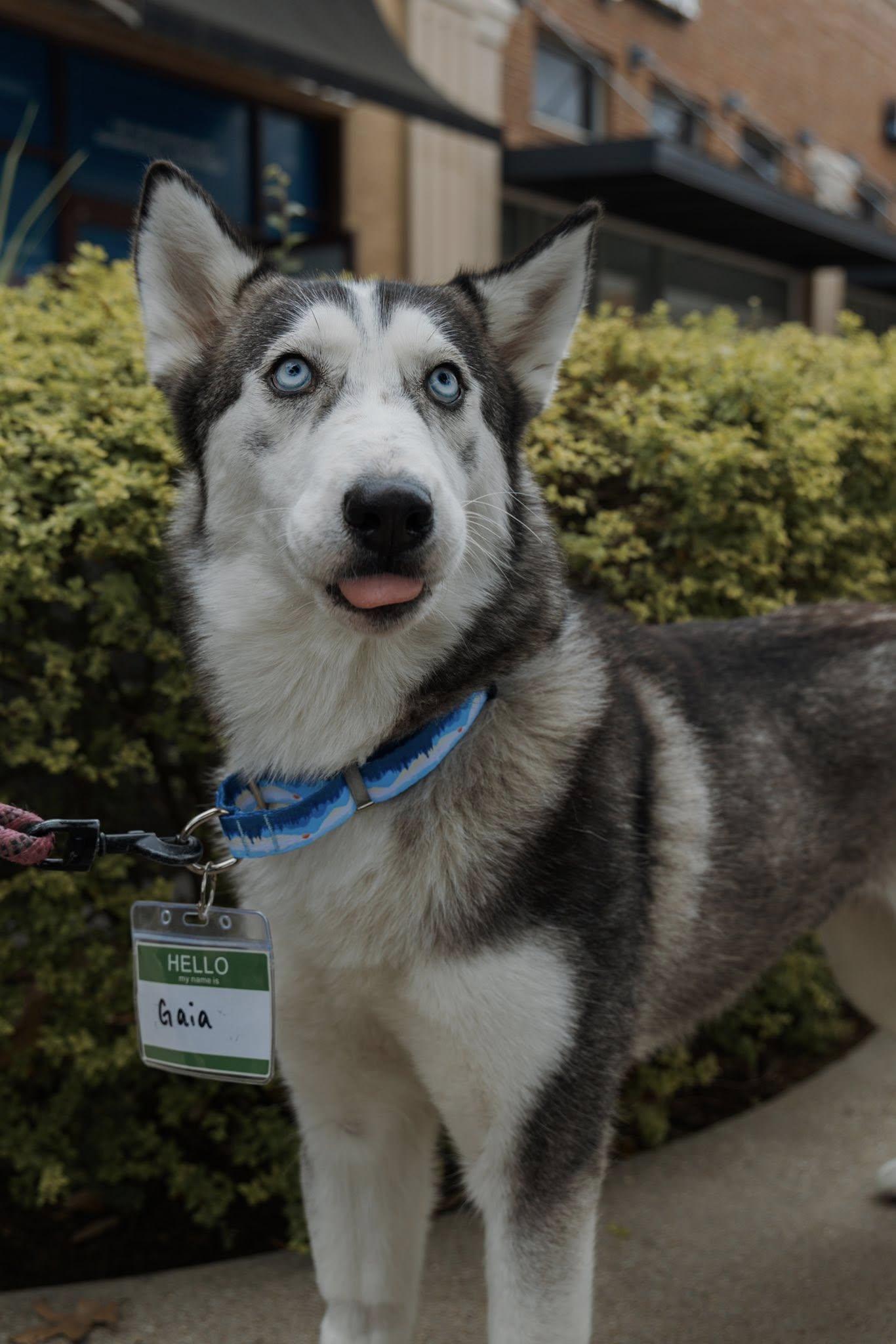 Gaia, Adoptable, Adult Female Siberian Husky.