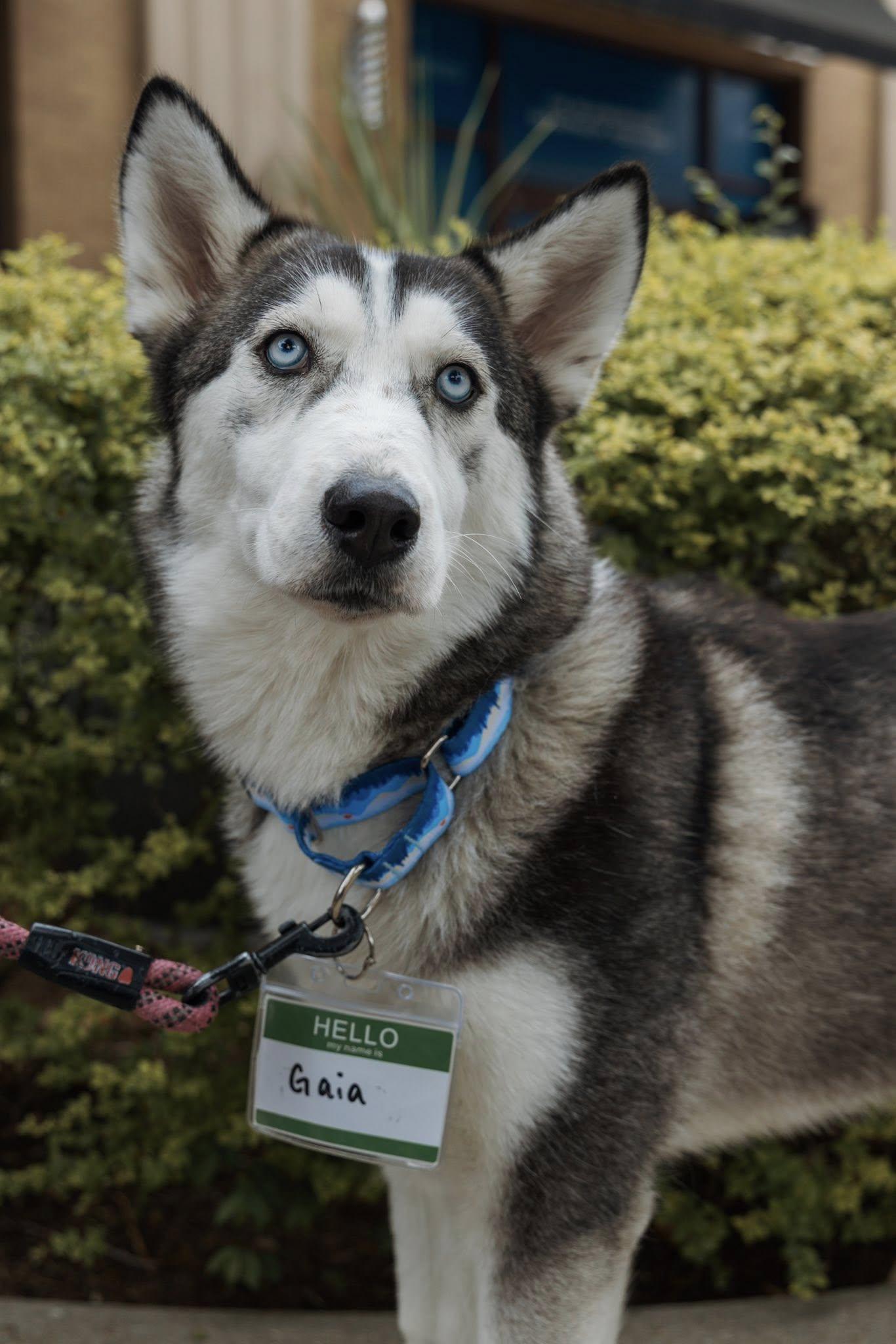Enlarge Gaia, a Adoptable Siberian Husky in Carrollton, TX image 2/3