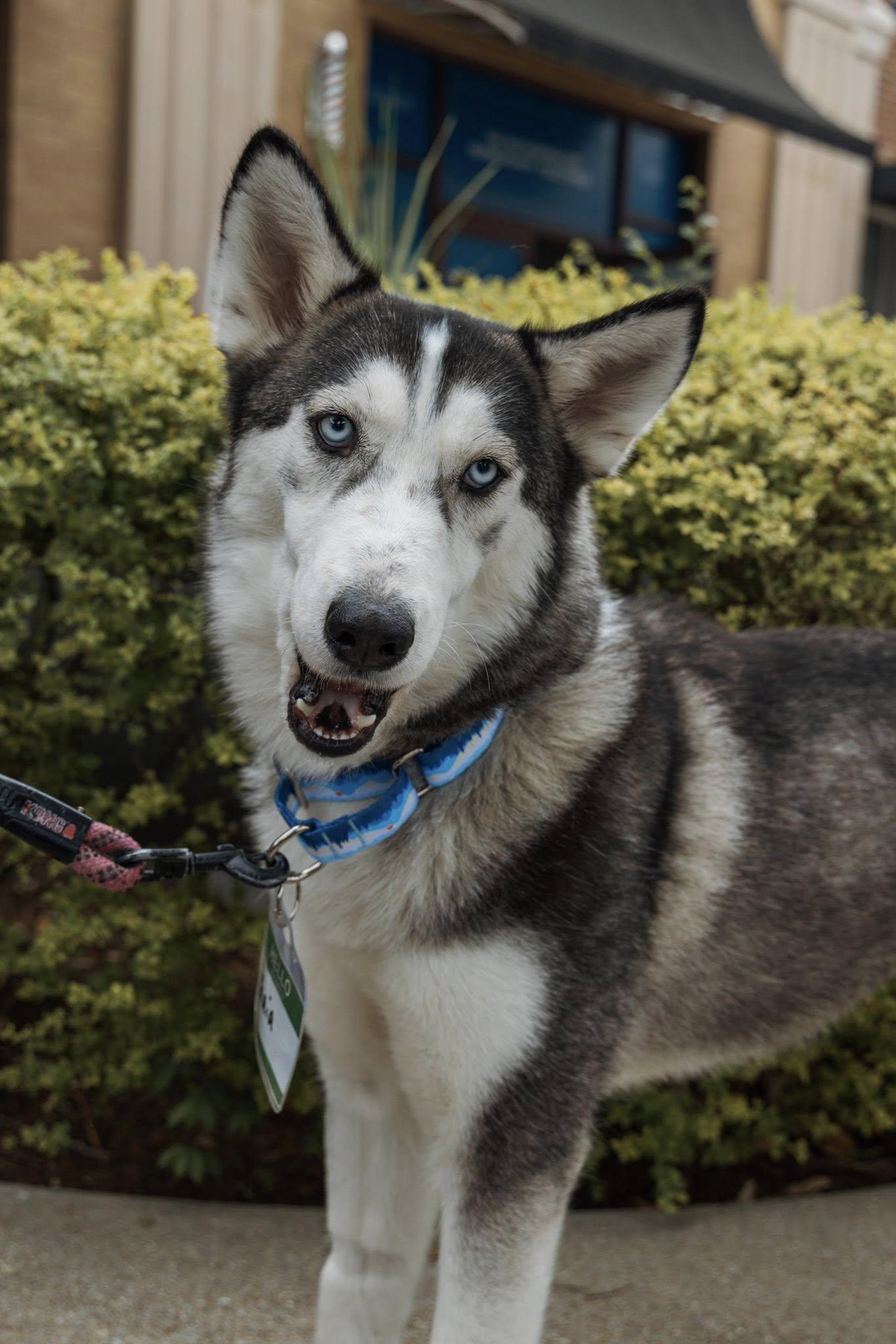 Enlarge Gaia, a Adoptable Siberian Husky in Carrollton, TX image 3/3
