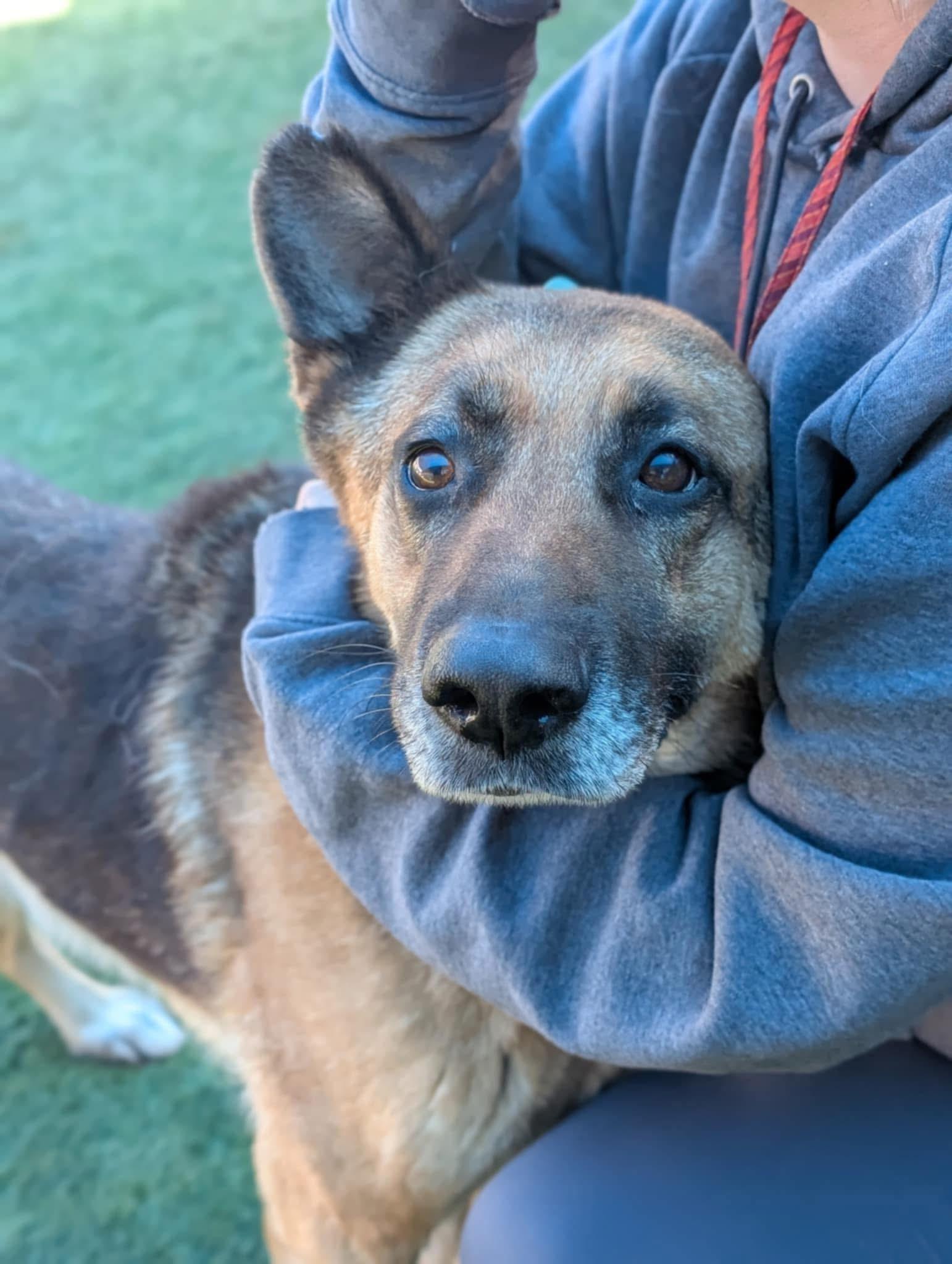 Tiffany, Senior Female German Shepherd Dog