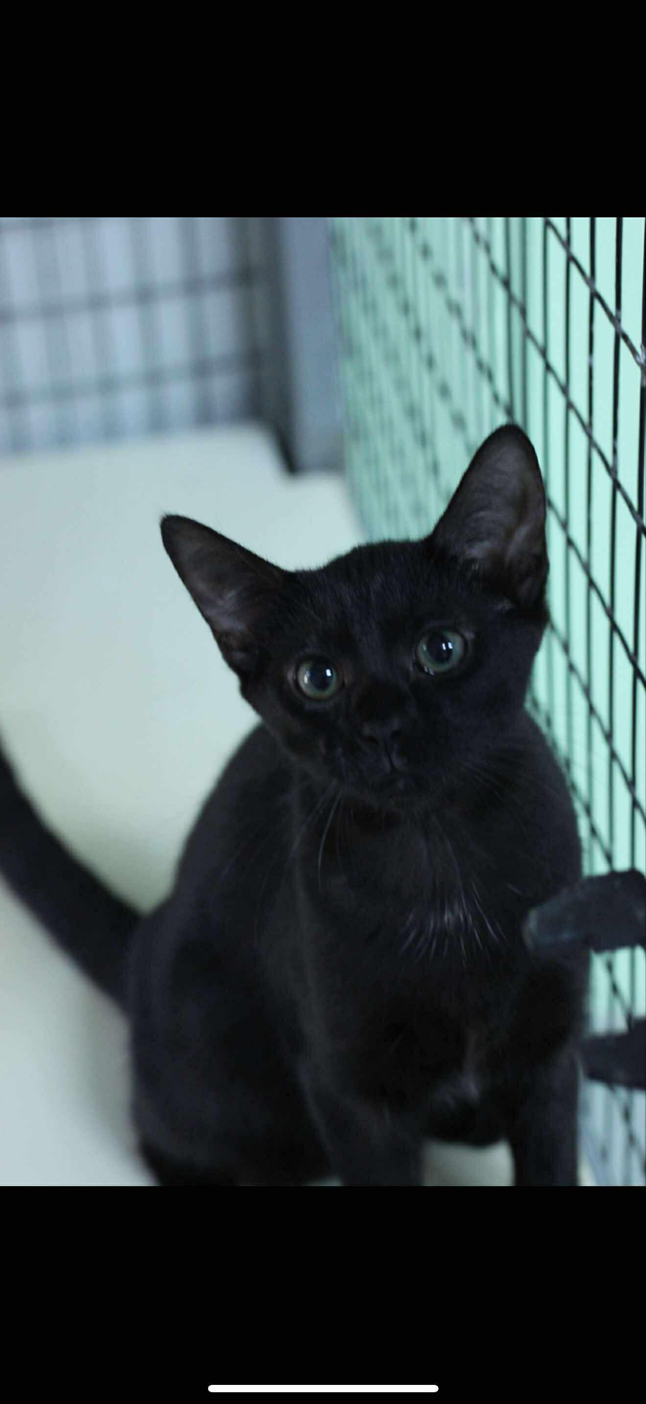 Pet Image