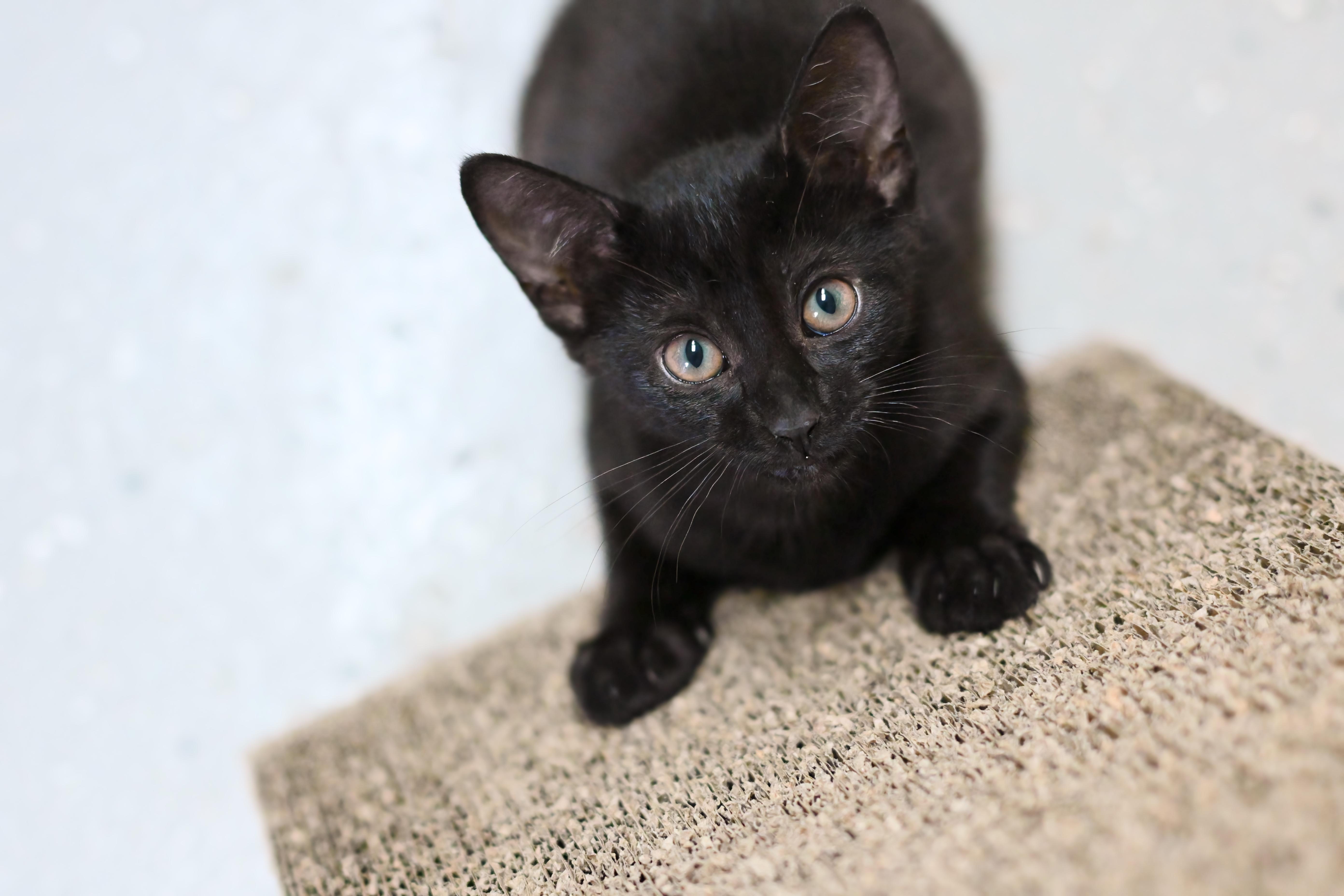 Jumba - At Pet Supplies Plus