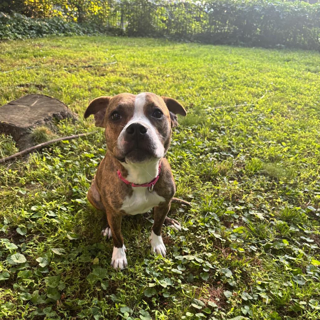 Moxy, a Adoptable Mixed Breed in Medford, NJ image 3/5