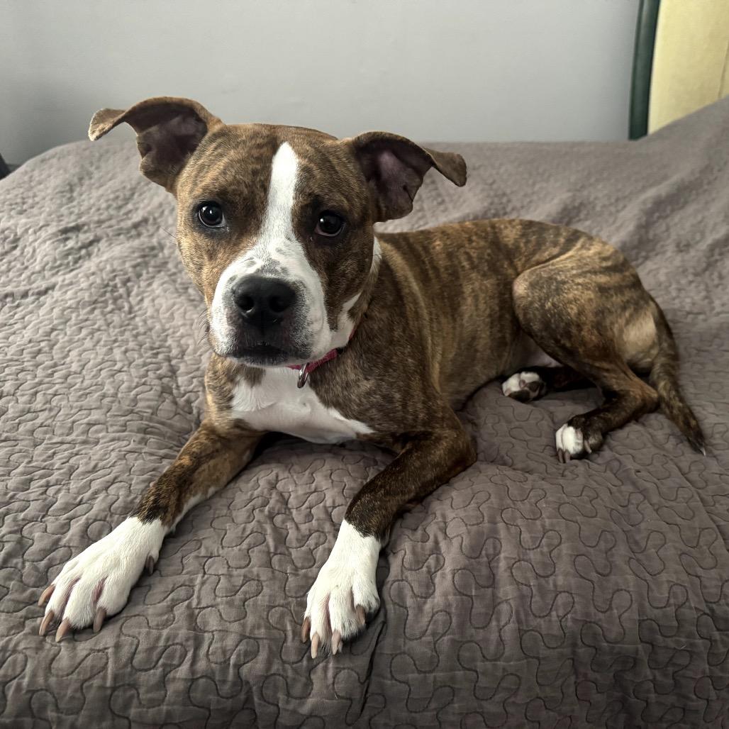Moxy, a Adoptable Mixed Breed in Medford, NJ image 1/5