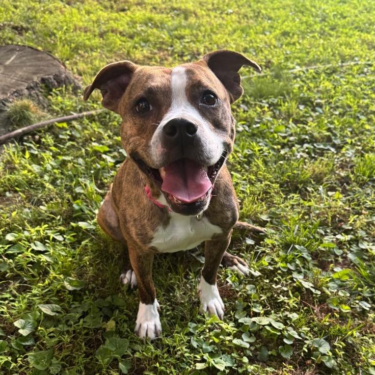 Moxy, Adoptable, Adult Female Mixed Breed.