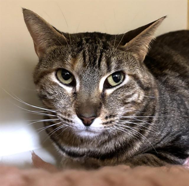BILLIE, Adoptable, Adult Female Domestic Short Hair.