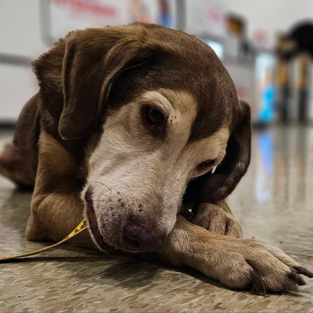 Clyde, Adoptable, Senior Male Mixed Breed.