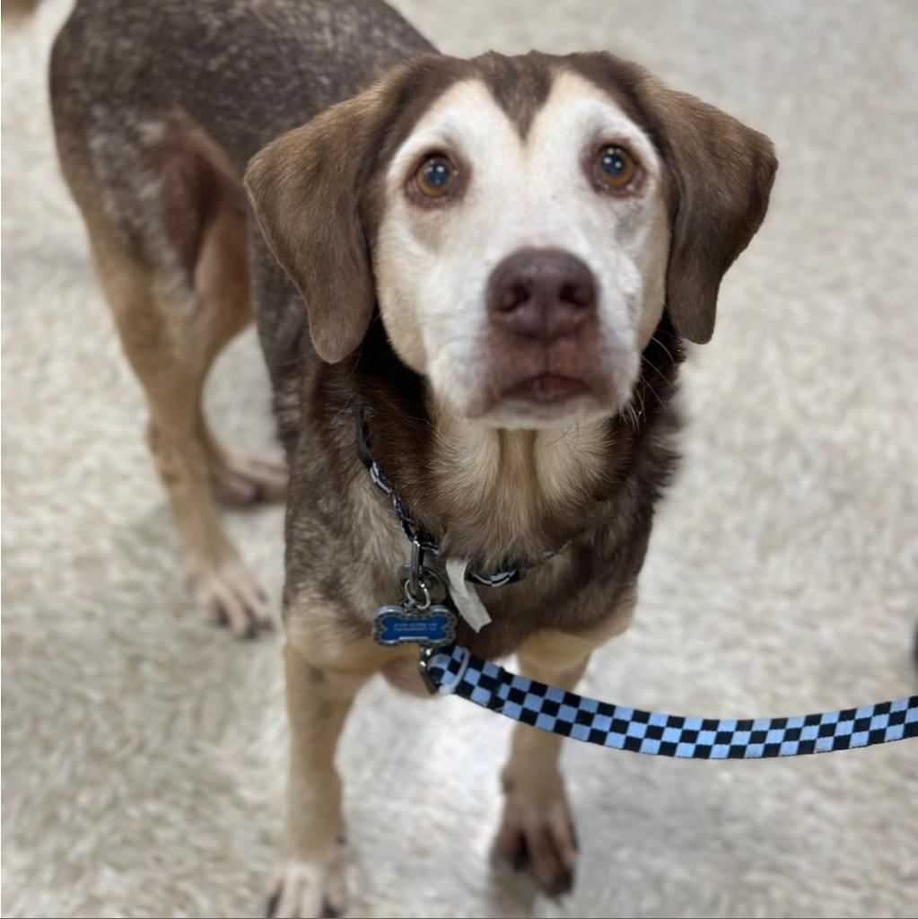 Clyde, Adoptable, Senior Male Mixed Breed.