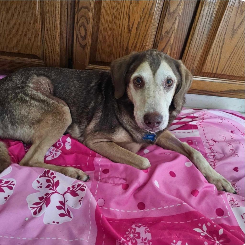 Enlarge Clyde, a Adoptable Mixed Breed in Bealeton, VA image 3/5