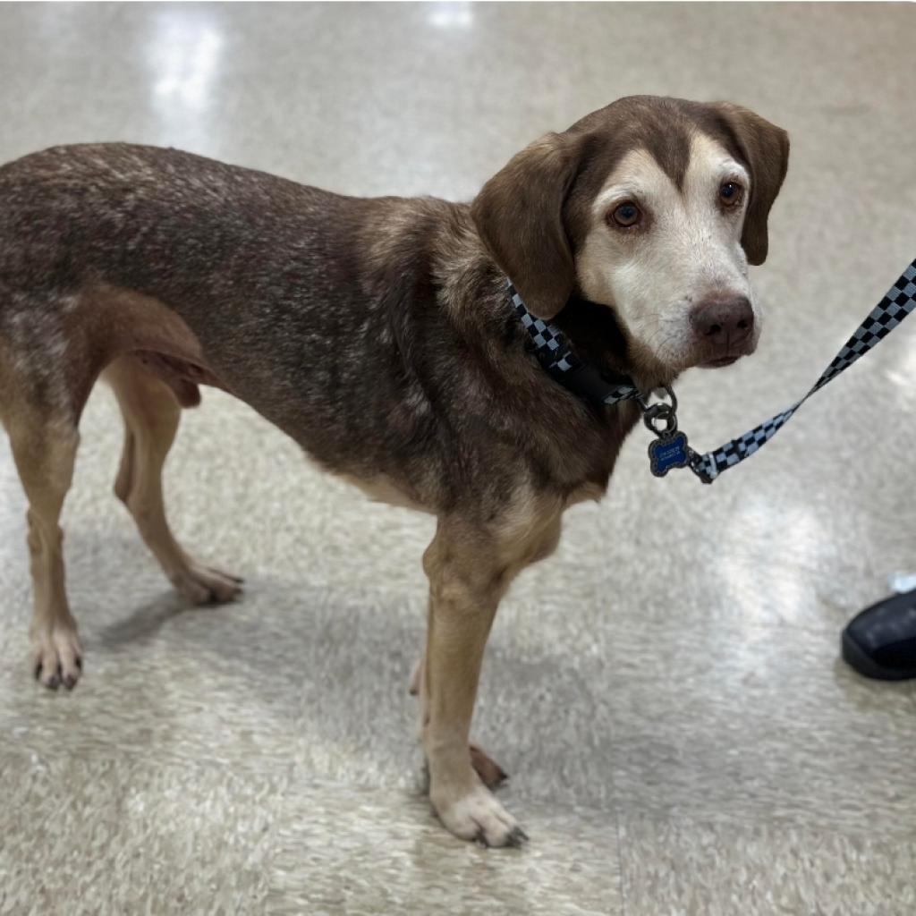 Clyde, a Adoptable Mixed Breed in Bealeton, VA image 5/5