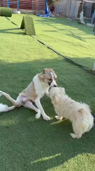 Enlarge Taj, a Adoptable mixed breed in New York, NY video 6/6