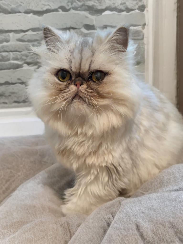 Princess thumbnail 2