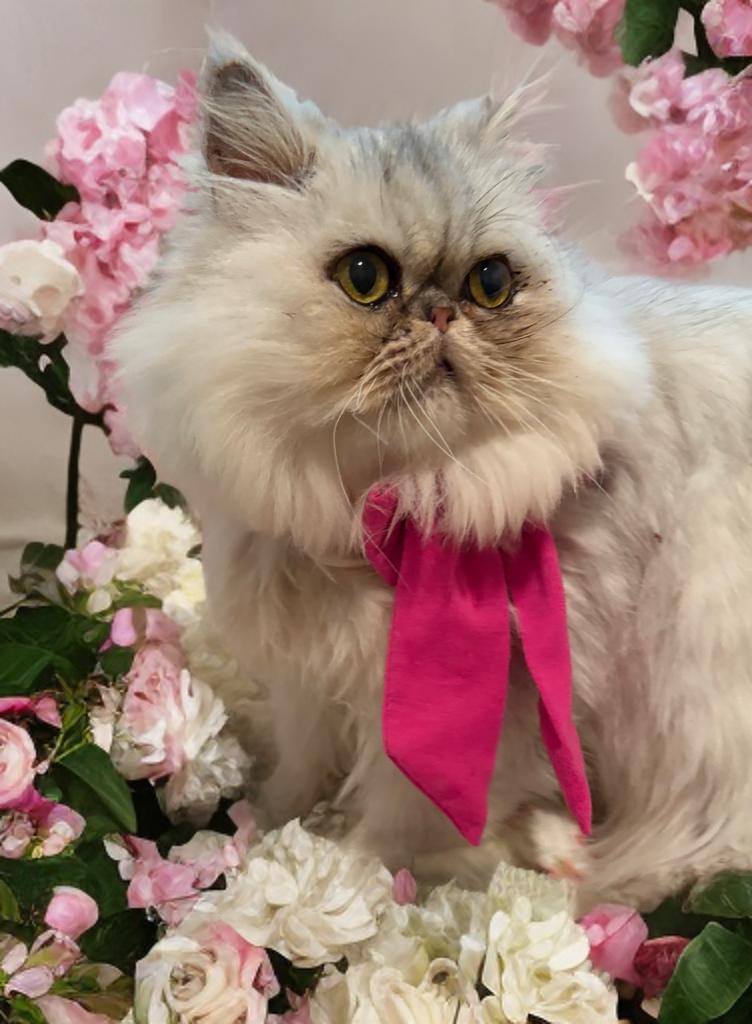 Princess thumbnail 3