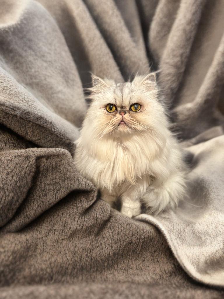 Princess thumbnail 5