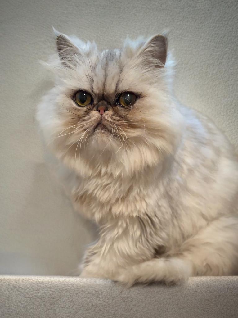 Princess thumbnail 6