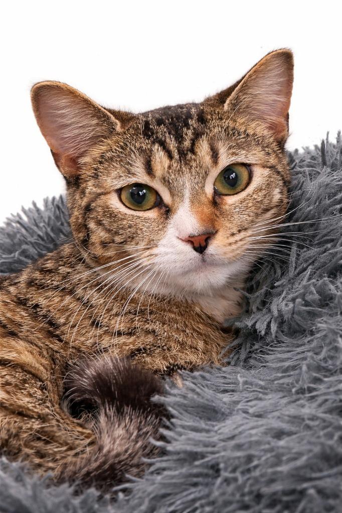 Enlarge Huxley, a Adoptable mixed breed in East Ridge, TN image 2/2