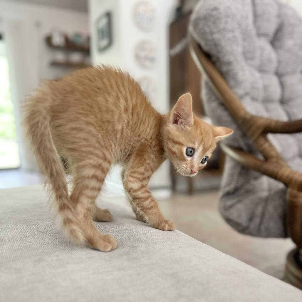 Enlarge Valencia, a Adoptable Domestic Short Hair in Jupiter, FL image 2/6