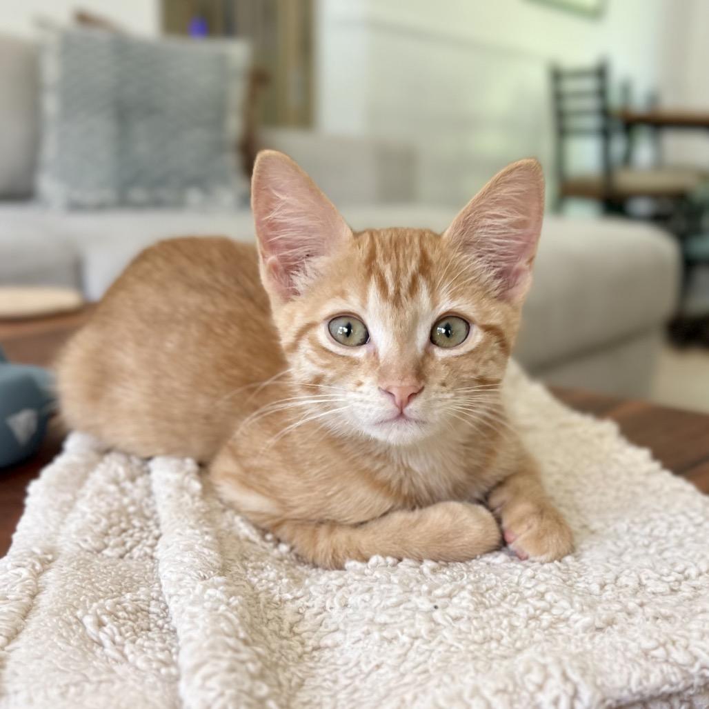 Enlarge Valencia, a Adoptable Domestic Short Hair in Jupiter, FL image 4/6