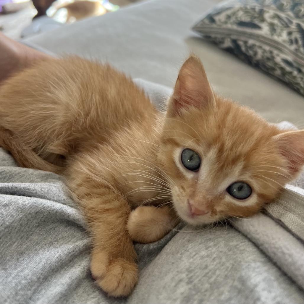 Enlarge Valencia, a Adoptable Domestic Short Hair in Jupiter, FL image 5/6
