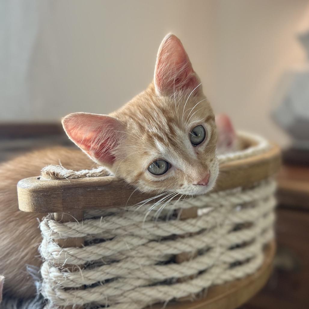 Enlarge Valencia, a Adoptable Domestic Short Hair in Jupiter, FL image 6/6