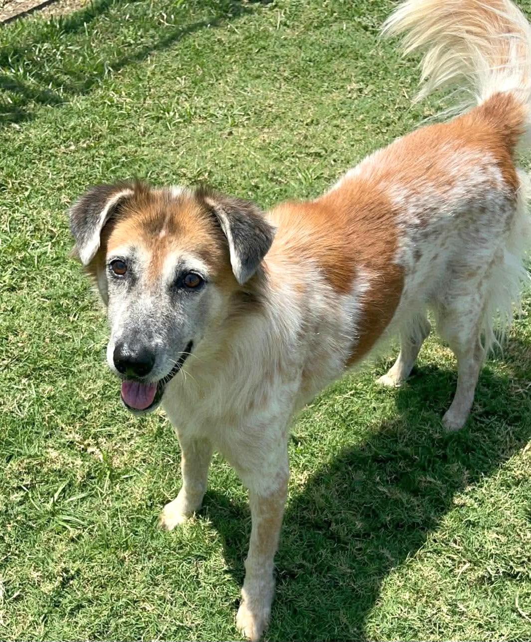Mercy, Adoptable, Senior Female Anatolian Shepherd & Australian Cattle Dog / Blue Heeler.