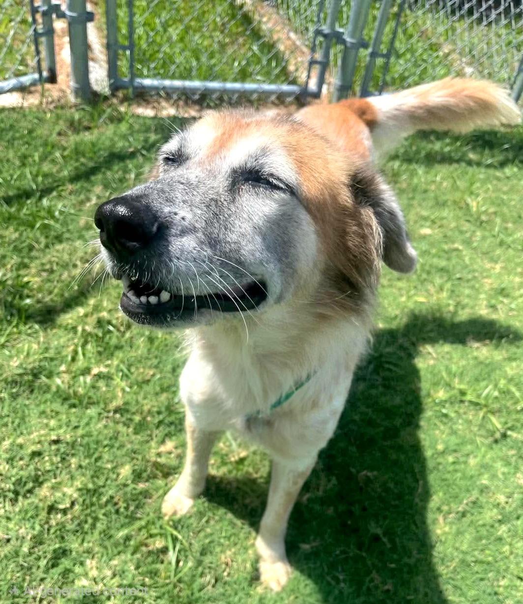 Enlarge Mercy, a Adoptable mixed breed in Nashua, NH image 3/6