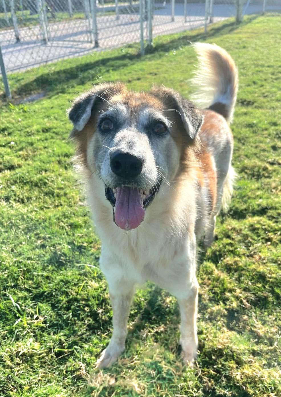 Enlarge Mercy, a Adoptable mixed breed in Nashua, NH image 4/6