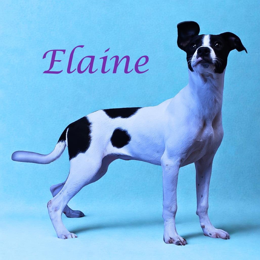 Elaine D25-157, a Adoptable mixed breed in Lebanon, TN image 1/4