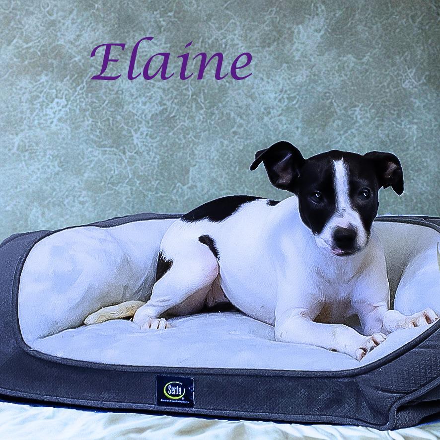 Elaine D25-157, a Adoptable mixed breed in Lebanon, TN image 2/4