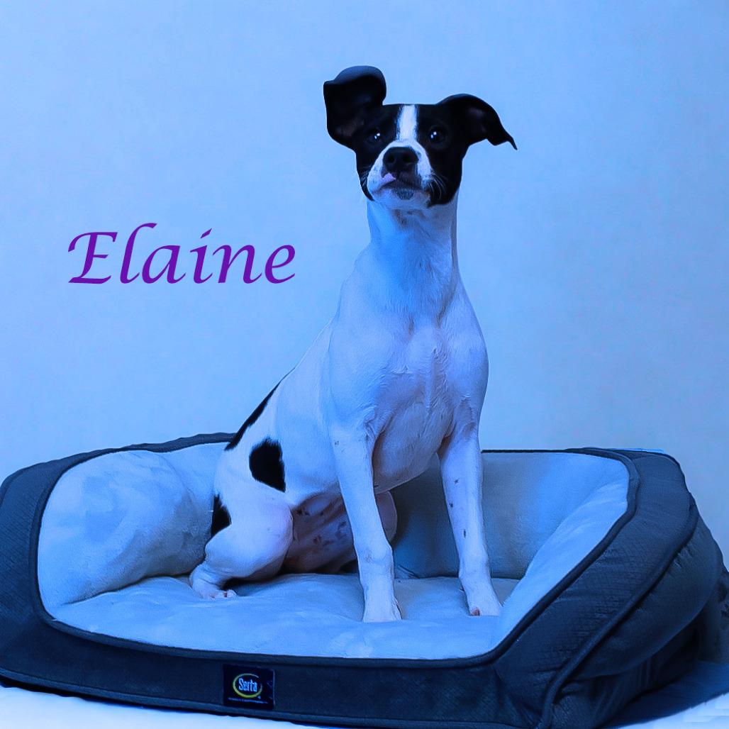 Elaine D25-157, a Adoptable mixed breed in Lebanon, TN image 3/4
