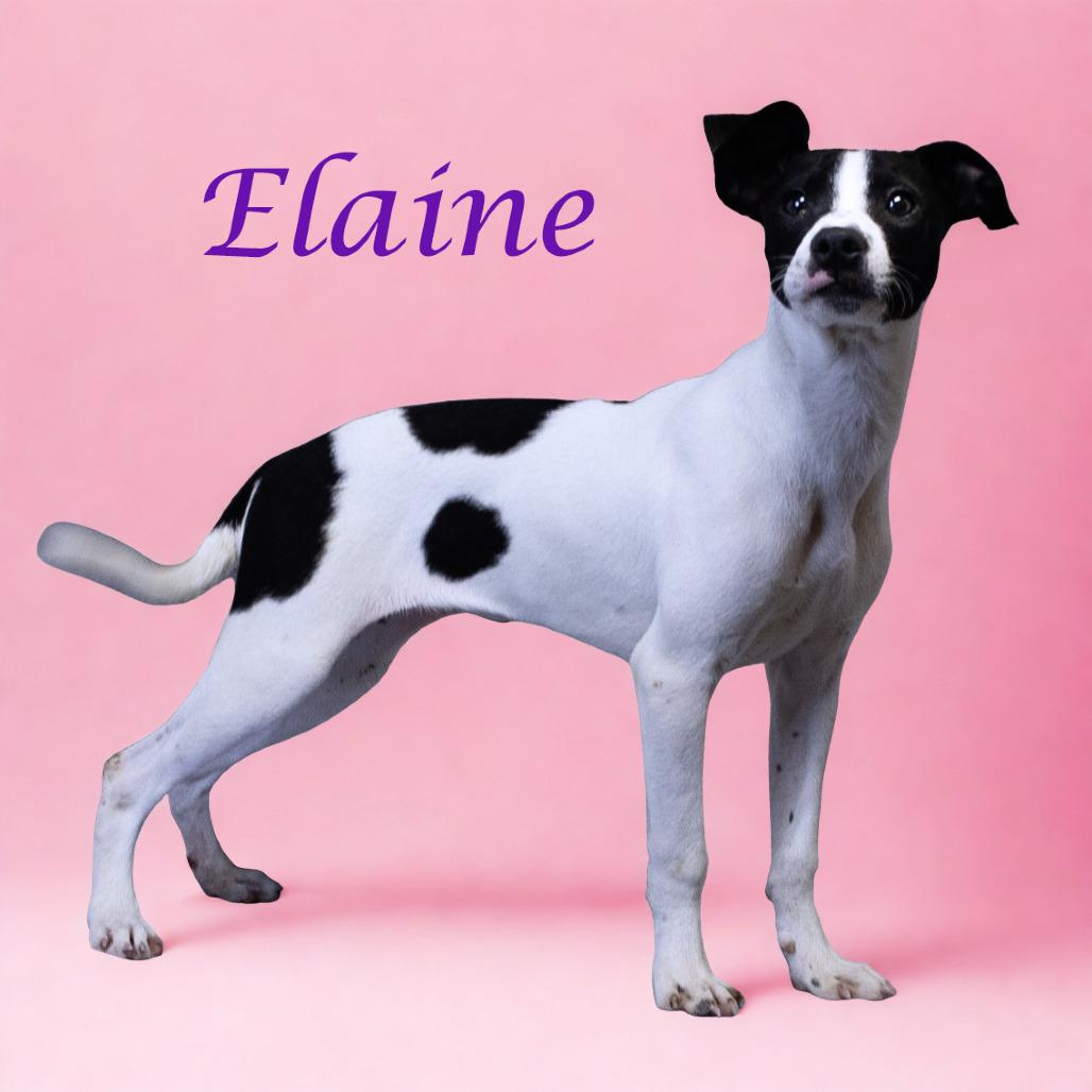 Elaine D25-157, a Adoptable mixed breed in Lebanon, TN image 4/4