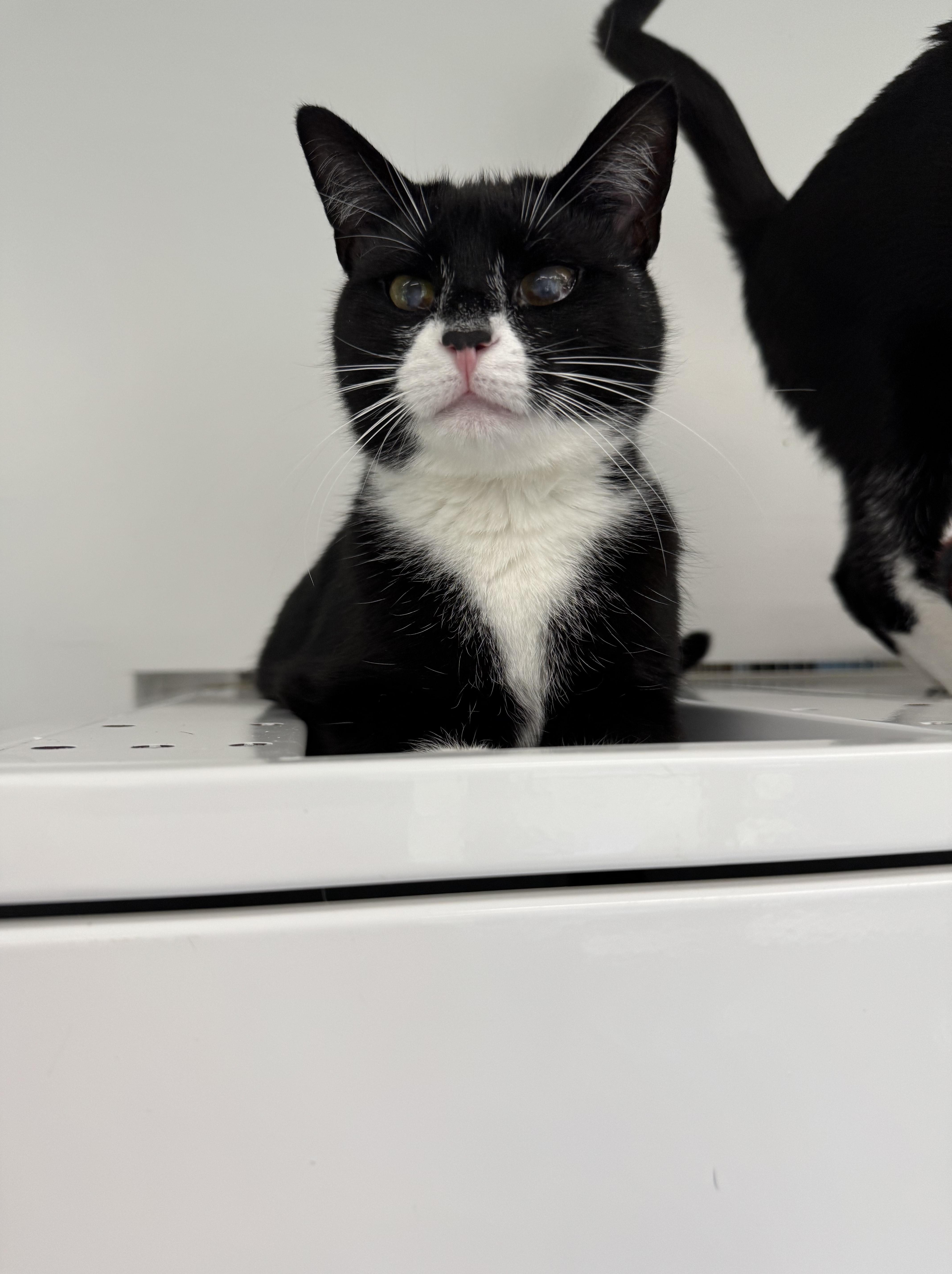 Enlarge Salem, a Adoptable Domestic Short Hair in AQUEBOGUE, NY image 1/1