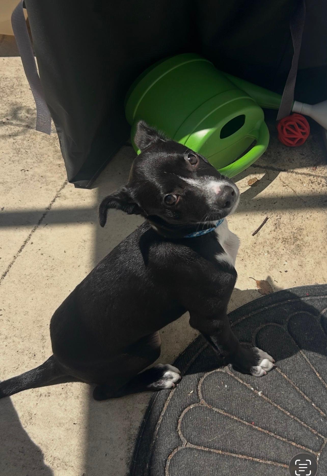 Enlarge Boots, a ADOPTABLE mixed breed in Tampa, FL image 1/5