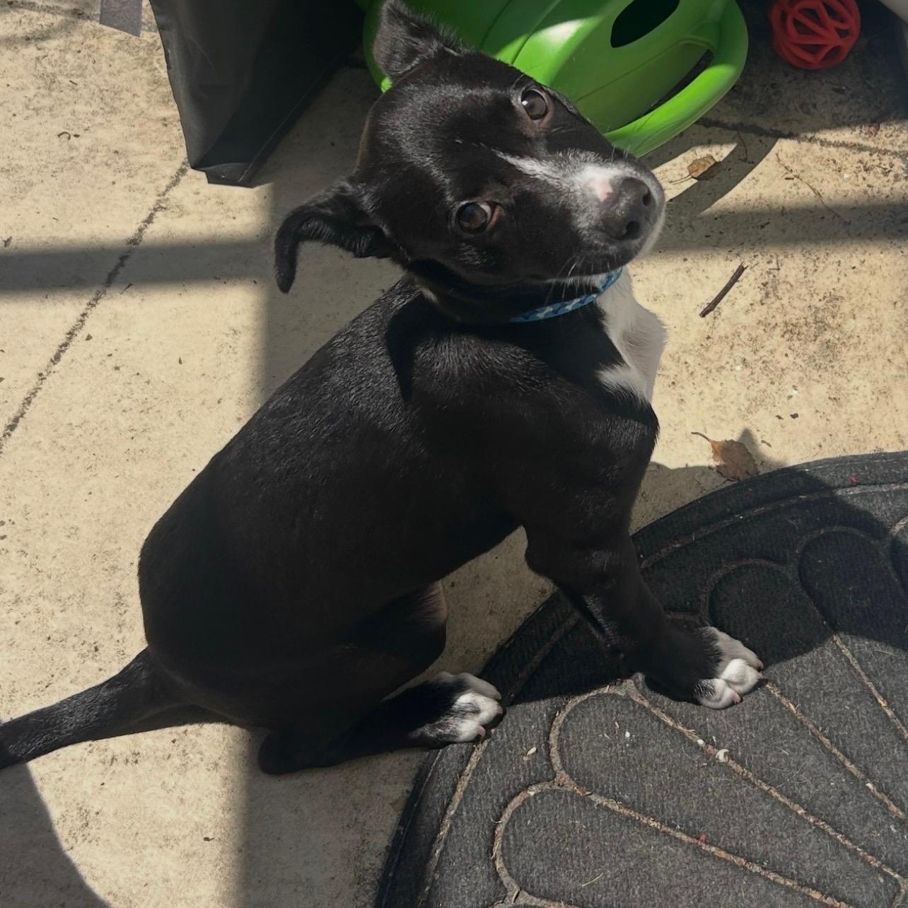 Enlarge Boots, a ADOPTABLE mixed breed in Tampa, FL image 6/6